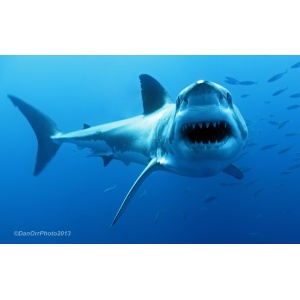 Special Feature: Shark Attacks in Perspective